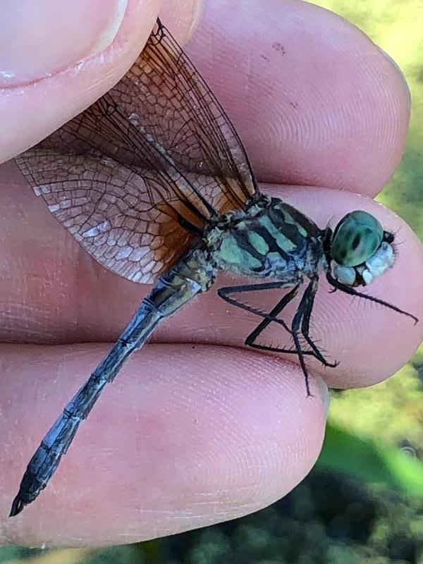 Photo of Blue Dasher