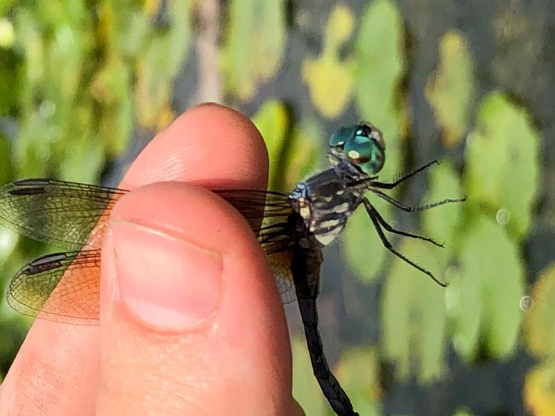 Photo of Blue Dasher