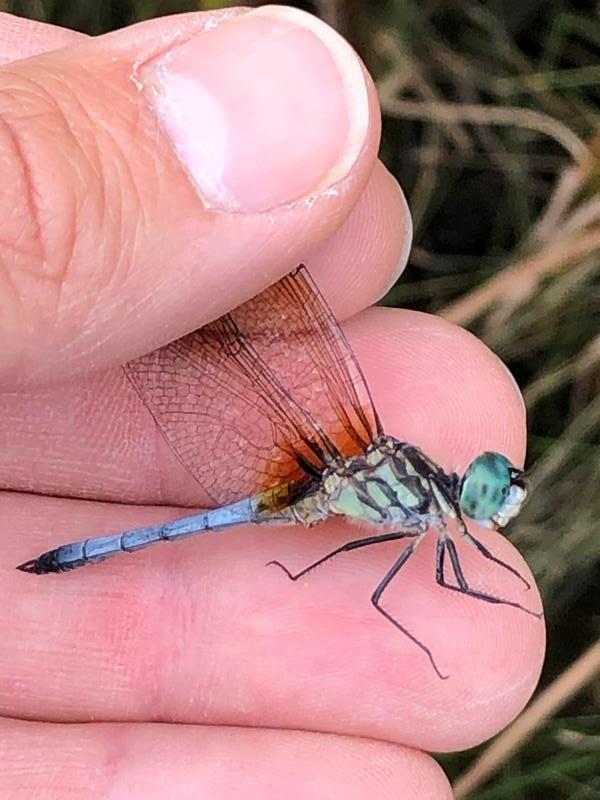 Photo of Blue Dasher