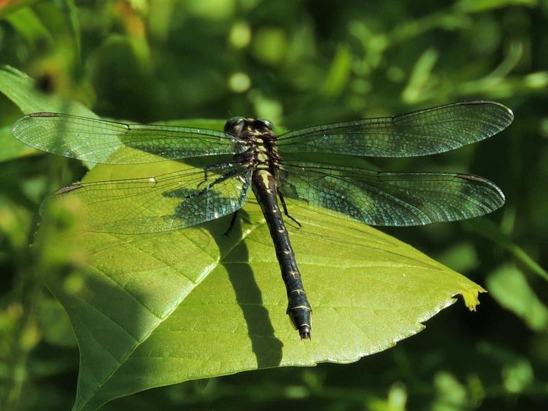 Photo of Elusive Clubtail