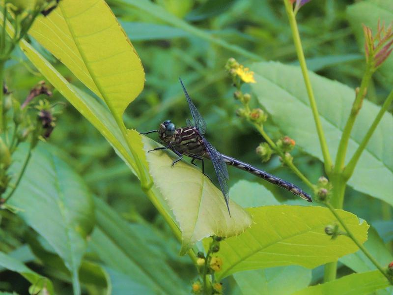 Photo of Elusive Clubtail