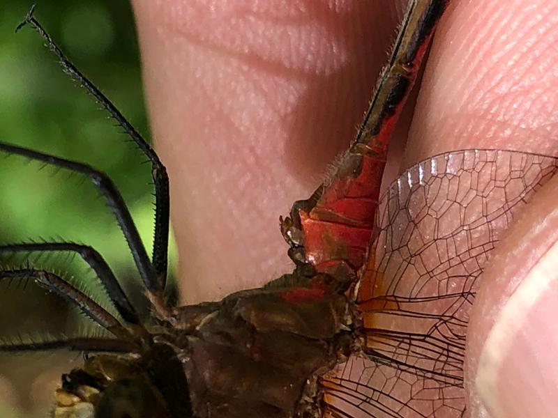 Photo of Ruby Meadowhawk