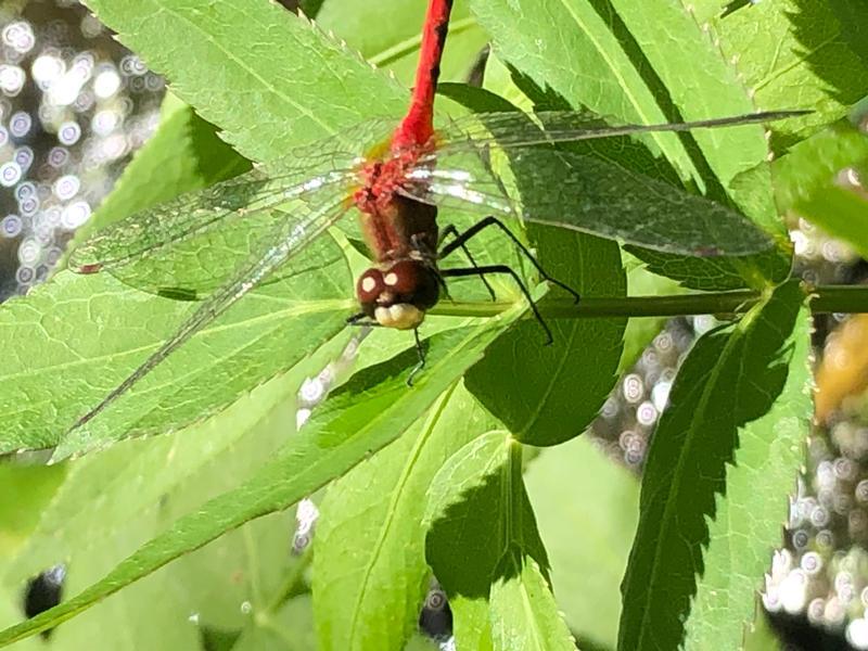 Photo of White-faced Meadowhawk