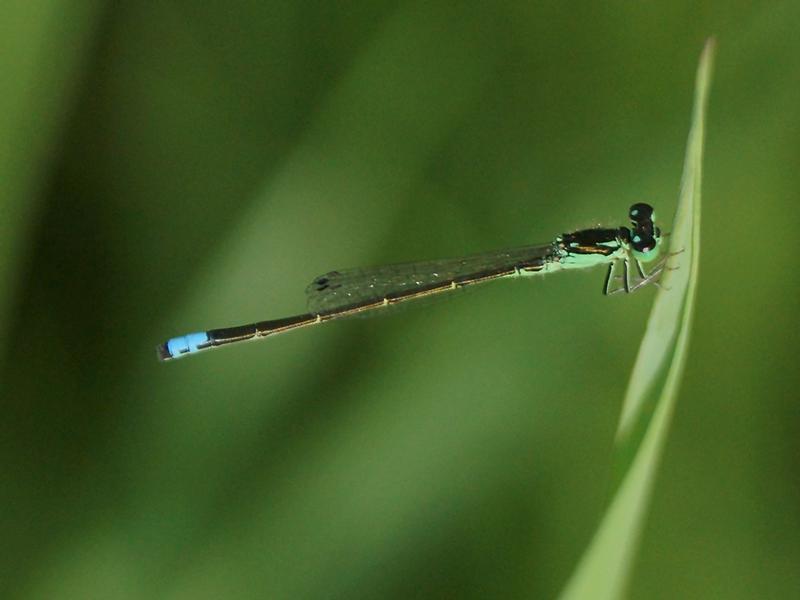 Photo of Eastern Forktail