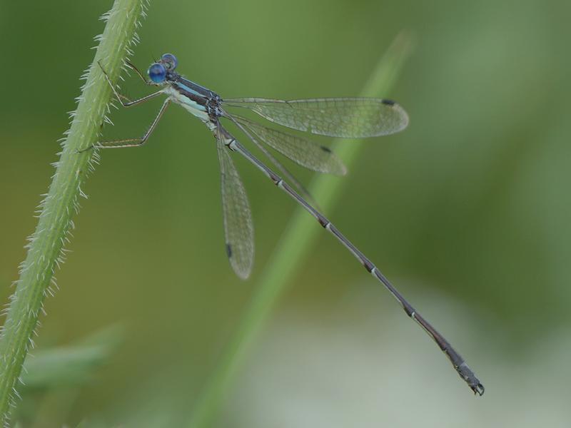 Photo of Slender Spreadwing