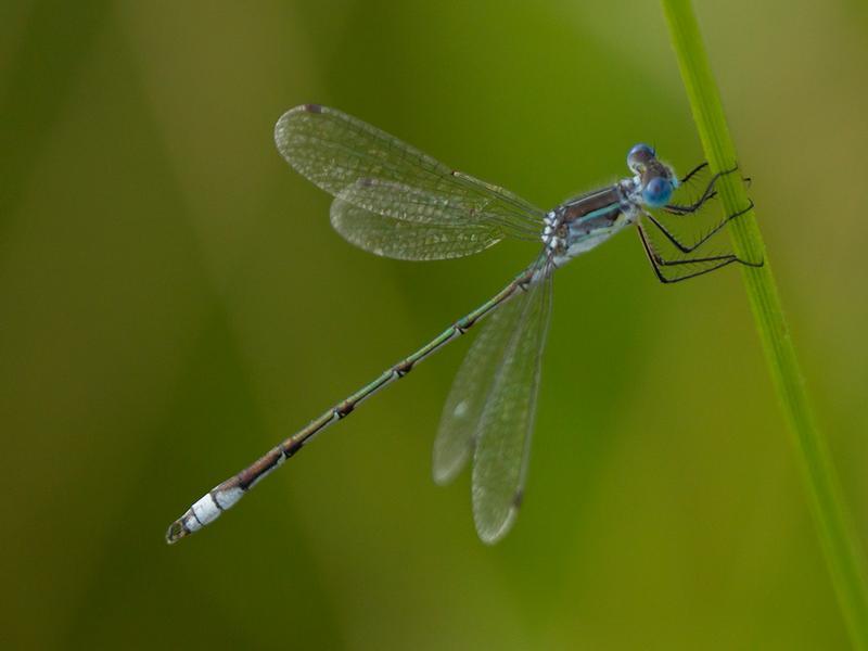 Photo of Lyre-tipped Spreadwing