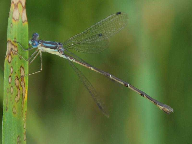 Photo of Slender Spreadwing