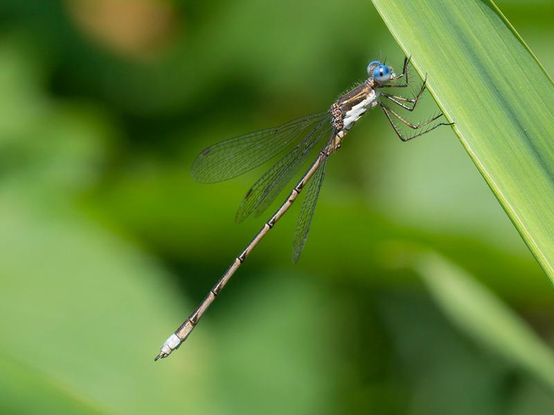 Photo of Spotted Spreadwing