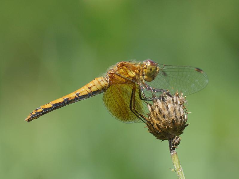 Photo of Band-winged Meadowhawk