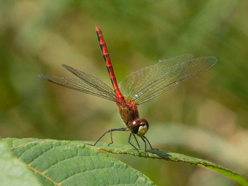 Photo of White-faced Meadowhawk