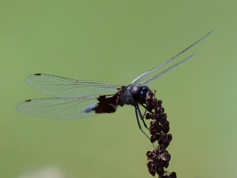 Photo of Black Saddlebags