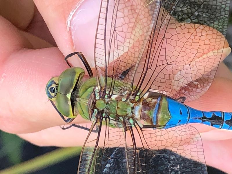 Photo of Common Green Darner