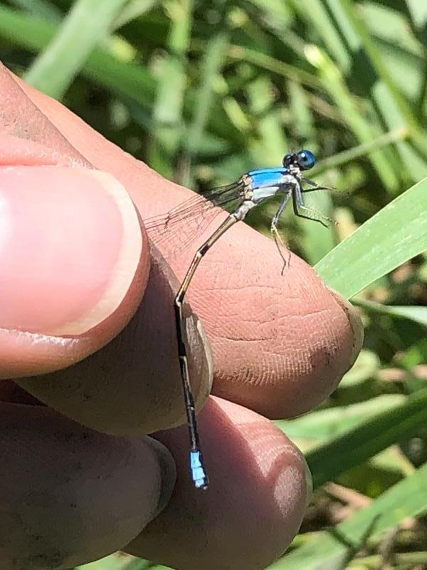 Photo of Blue-fronted Dancer