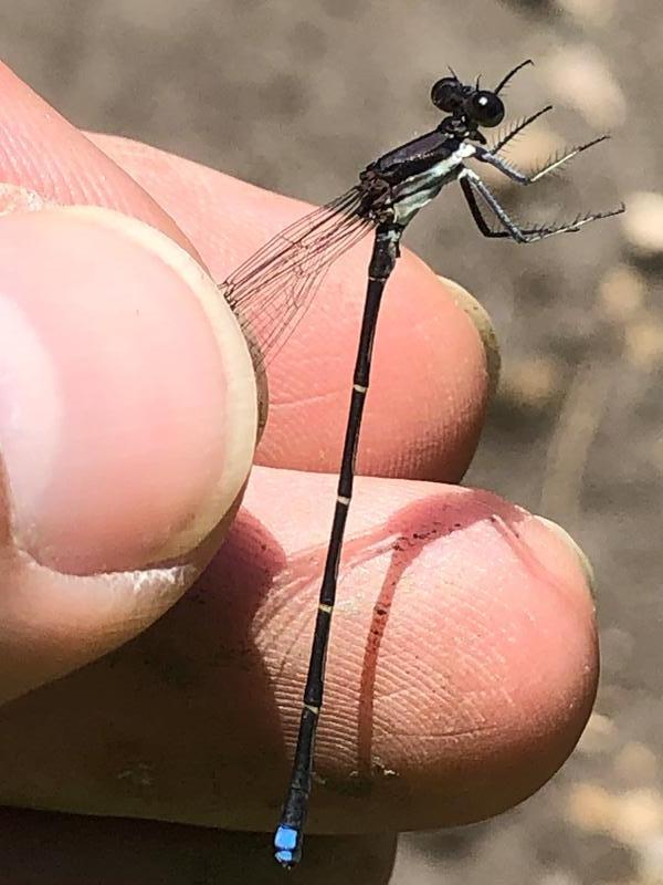 Photo of Blue-tipped Dancer