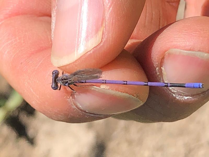 Photo of Variable Dancer (Violet Dancer ssp.)