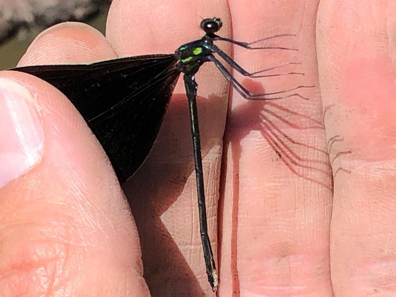 Photo of Ebony Jewelwing