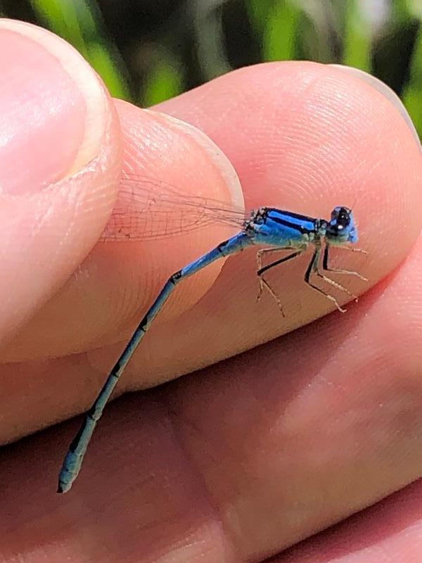 Photo of Familiar Bluet