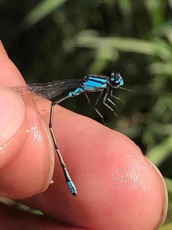 Photo of Skimming Bluet