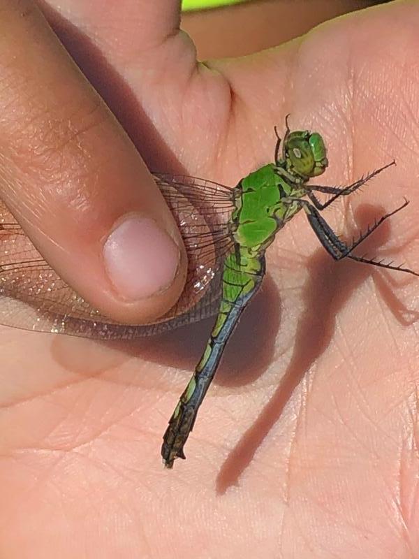 Photo of Eastern Pondhawk