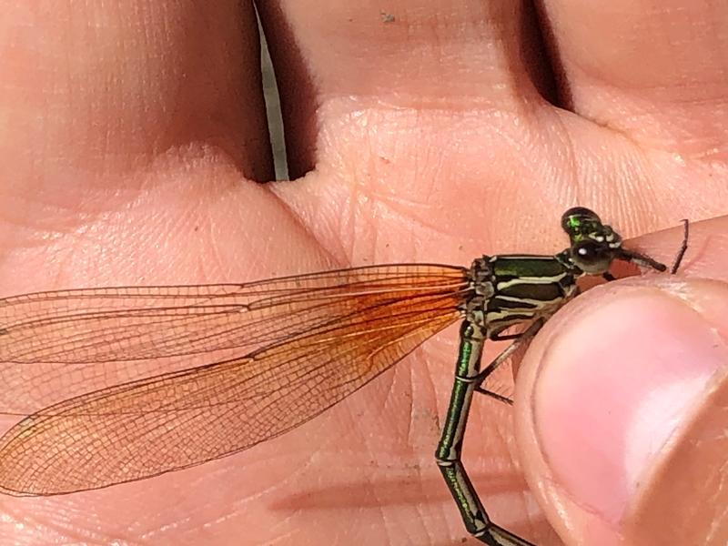 Photo of American Rubyspot