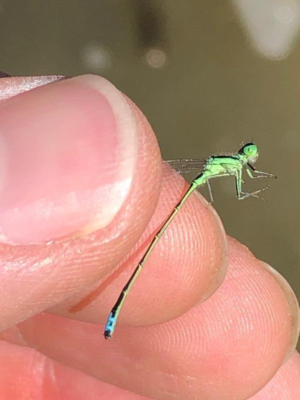 Photo of Eastern Forktail