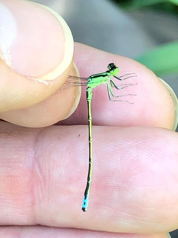 Photo of Eastern Forktail