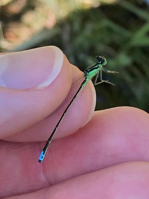 Photo of Eastern Forktail