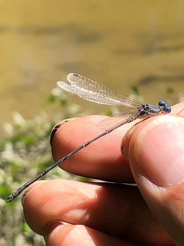 Photo of Slender Spreadwing