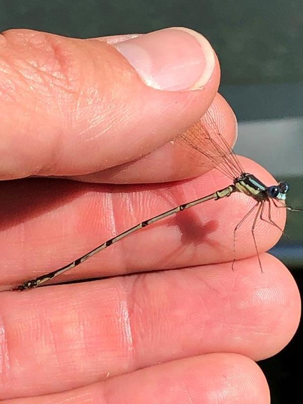 Photo of Slender Spreadwing