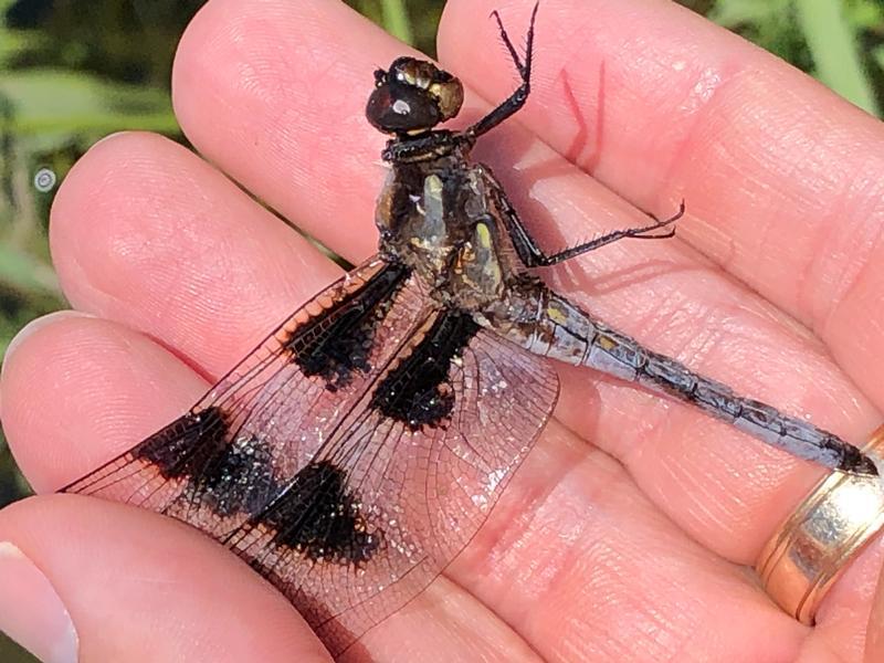 Photo of Twelve-spotted Skimmer