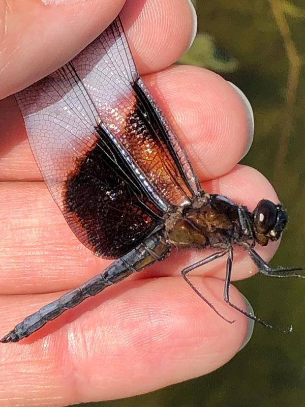 Photo of Widow Skimmer