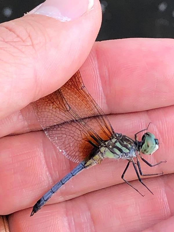 Photo of Blue Dasher