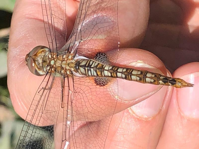 Photo of Spot-winged Glider