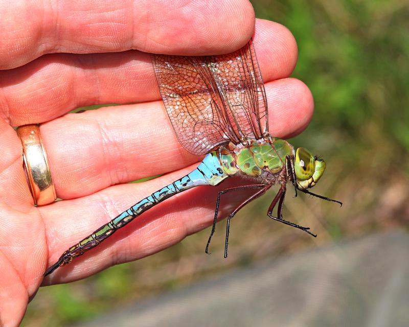 Photo of Common Green Darner