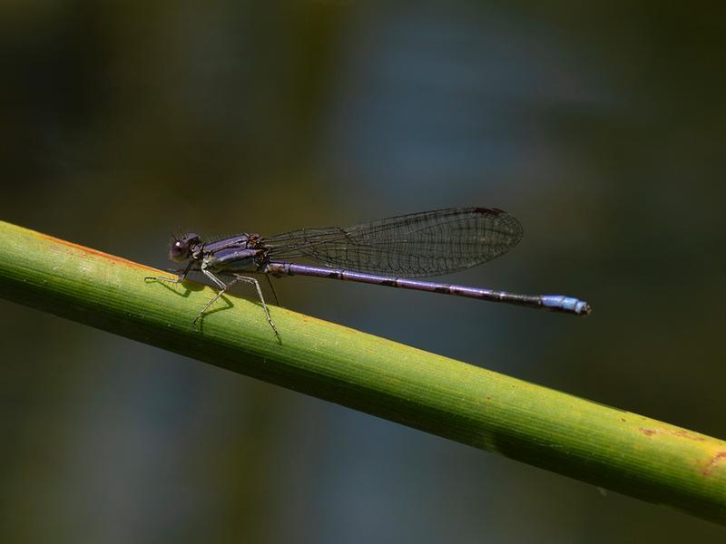 Photo of Variable Dancer (Violet Dancer ssp.)