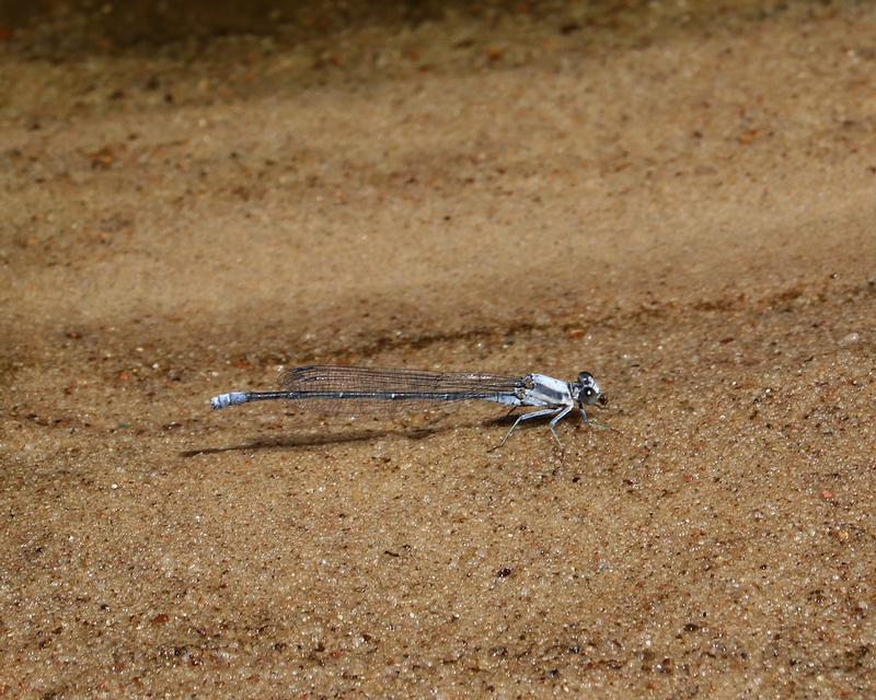 Photo of Powdered Dancer
