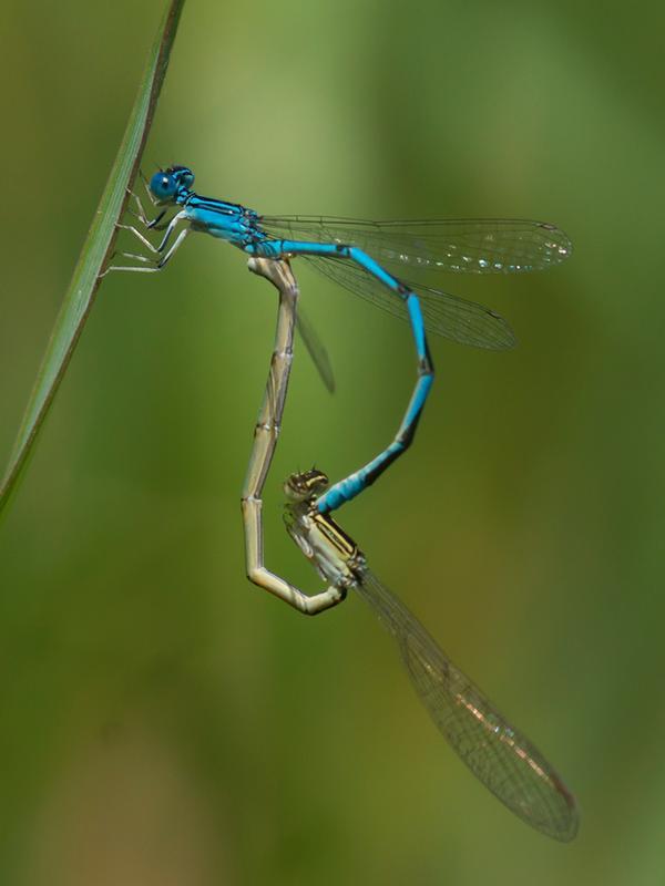 Photo of Double-striped Bluet