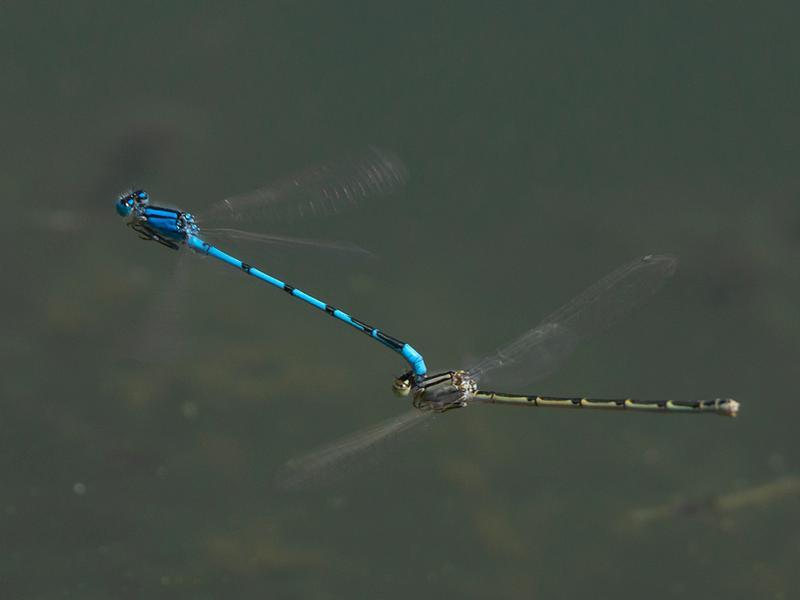 Photo of Familiar Bluet