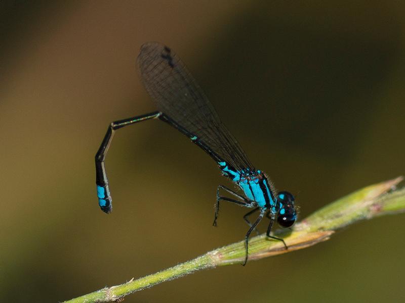 Photo of Skimming Bluet