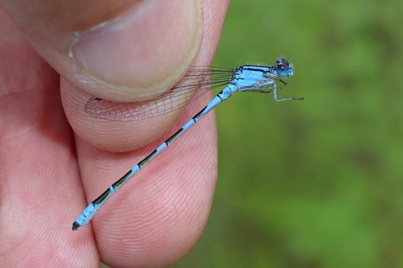 Photo of Tule Bluet