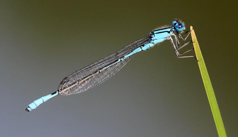 Photo of Azure Bluet