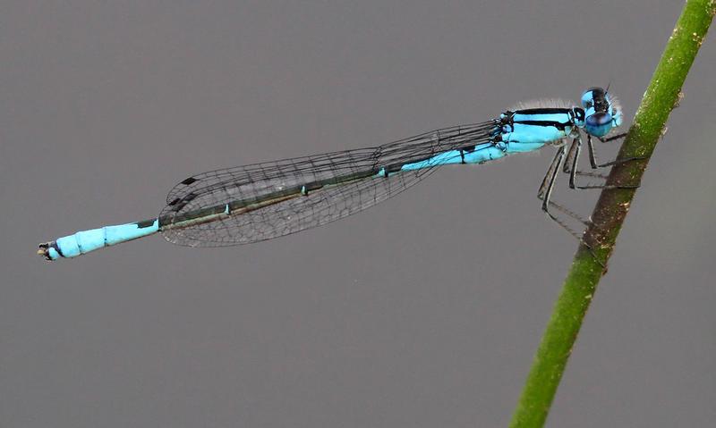 Photo of Azure Bluet