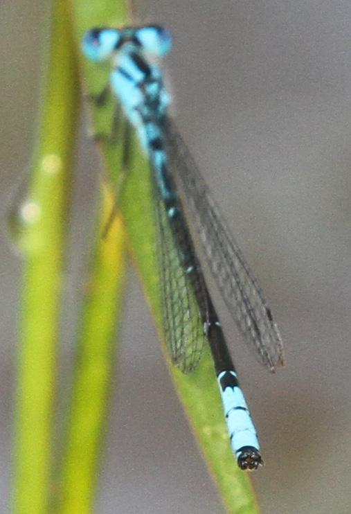 Photo of Azure Bluet