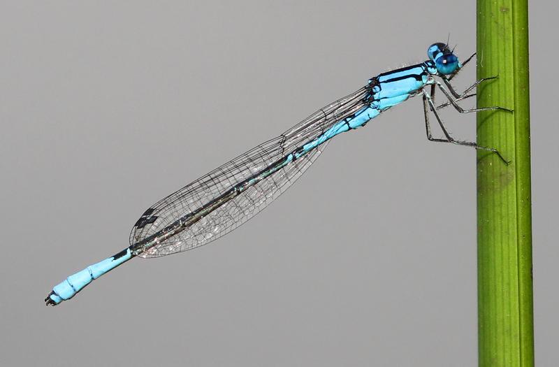 Photo of Azure Bluet