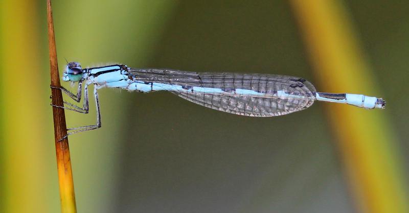 Photo of Marsh Bluet