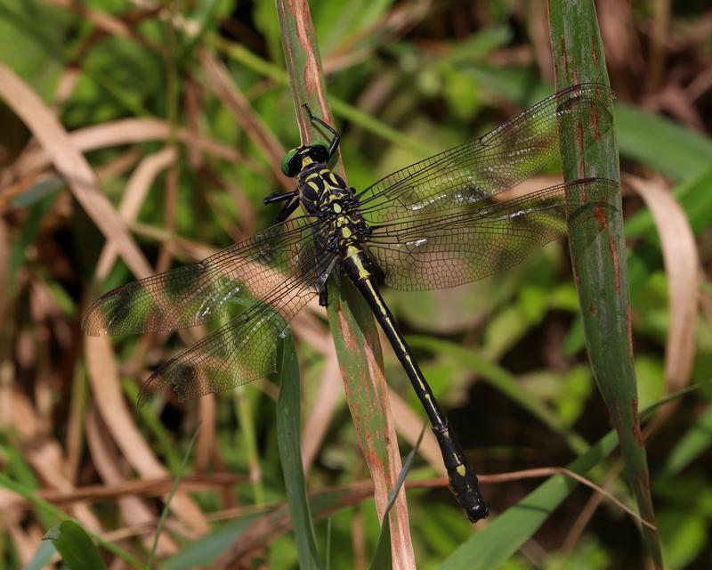 Photo of Dragonhunter