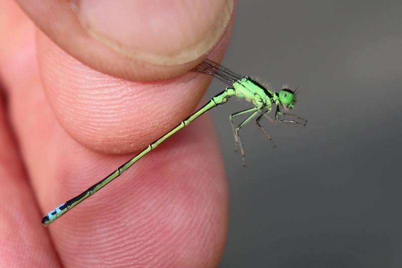 Photo of Eastern Forktail