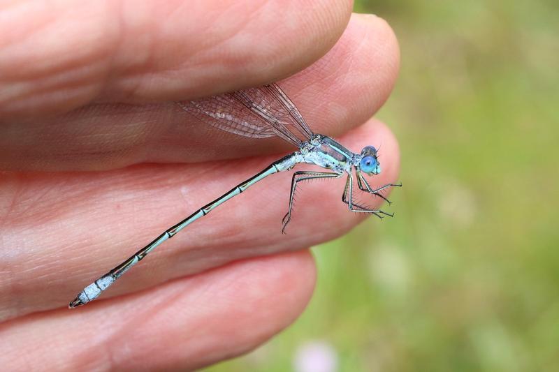 Photo of Lyre-tipped Spreadwing