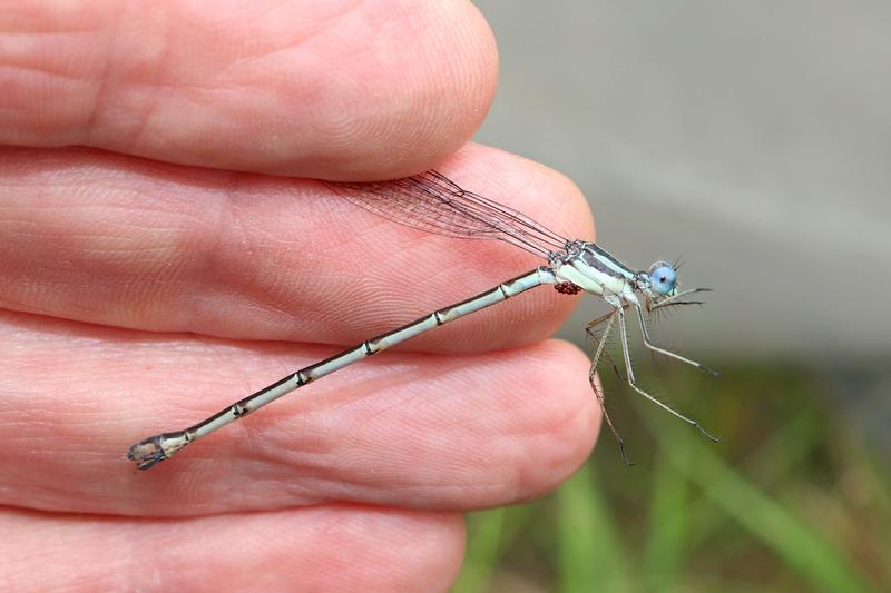 Photo of Slender Spreadwing