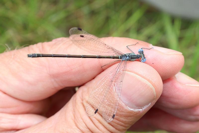 Photo of Slender Spreadwing